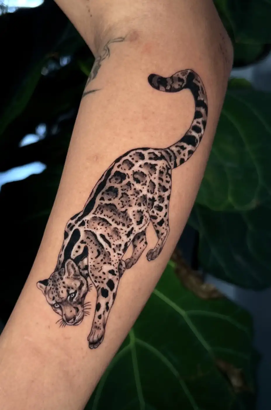 Snow leopard tattoo with realistic details and pattern by Ayah at Omnia Tattoo Melbourne